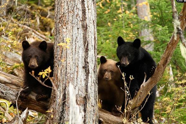 Wells Gray Guest Ranch Hotel Clearwater Ngoại thất bức ảnh